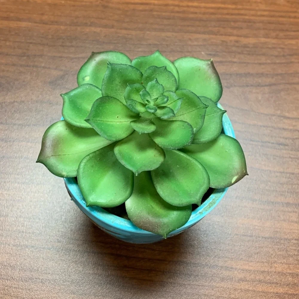 artificial Green Succulent in Blue Planter